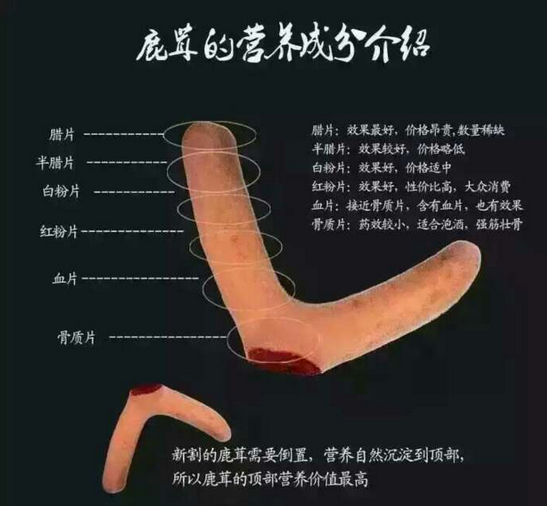 鹿茸價格