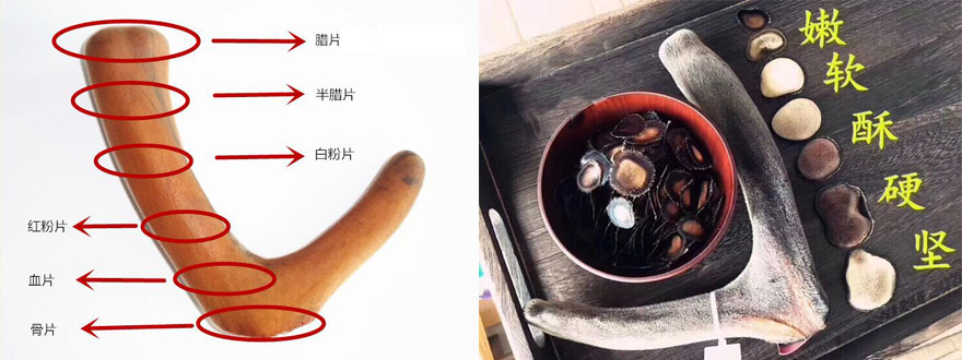 如何挑選鹿茸