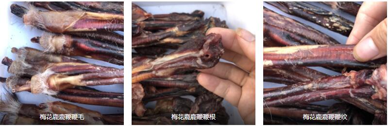 鹿鞭的食用方法和禁忌